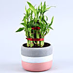 2 Layer Bamboo Plant In Grey Pink Ceramic Pot