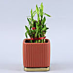 2 Layer Bamboo Plant In Mauve Gold Plate Pot