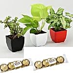 Corp Plant n Chocolate for Caterpillar