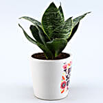 Milt Sansevieria Plant In Best Sister Ever Cute Pot