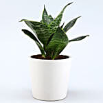 Milt Sansevieria Plant In Best Sister Ever Cute Pot