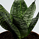 Milt Sansevieria Plant In Best Sister Ever Cute Pot
