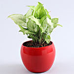 Designer Rakhi & Syngonium Plant In Vibrant Pot