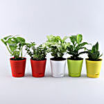 Set of 5 Pearl Rakhi & Plants In Self Watering Pots