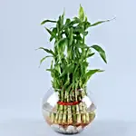 Three Layer Bamboo In Round Glass Vase