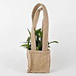Carry Lucky Bamboo Plant Around