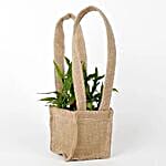 Carry Lucky Bamboo Plant Around