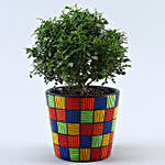 2 Green Refreshing Plants In Handpainted Ceramic Pots