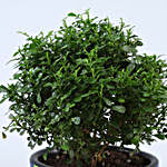 2 Green Refreshing Plants In Handpainted Ceramic Pots