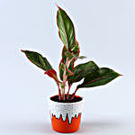 Aglaonema Plant In Orange Ice Cream Cone Pot