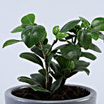 Ficus Compacta Plant In Illustrative Quote Grey Pot