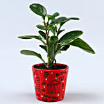 Peperomia Plant In Travel Doodle Ceramic Pot