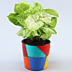Syngonium Plant In Patch Stitch Multicoloured Pot