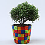 Table Kamini Plant In Multicoloured Handpainted Pot