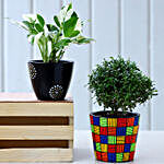 Set Of 2 Indoor Plants In Handpainted Ceramic Pots