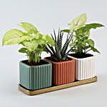 3 Refreshing Plants In Square Pots With Golden Plate