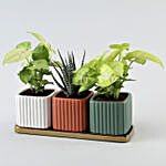 3 Refreshing Plants In Square Pots With Golden Plate