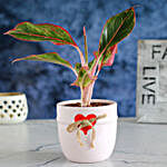Aglaonema Plant Pink Red Heart Pot