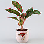 Aglaonema Plant Pink Red Heart Pot