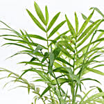 Chamaedorea Plant In Green Round Pot
