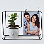 Ficus Compacta Plant Black Hanging Stand & Photo Clips