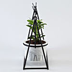 Ficus Compacta Plant Black Hanging Stand & Photo Clips
