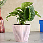 Money Plant In Pink Lining Pot