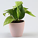 Money Plant In Pink Lining Pot