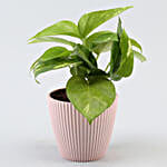 Money Plant In Pink Lining Pot