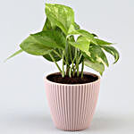 Money Plant In Pink Lining Pot