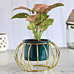 Pink Syngonium Plant In Dark Green Pot With Stand