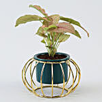 Pink Syngonium Plant In Dark Green Pot With Stand