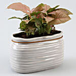 Pink Syngonium Plant In Grey Rectangular Pot