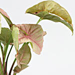 Pink Syngonium Plant In Grey Rectangular Pot