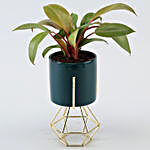 Red Philodendron Plant Blue Pot
