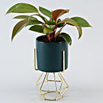 Red Philodendron Plant Blue Pot