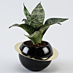 Sansevieria Plant Black Round Pot With Golden Ring