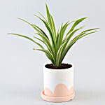 Spider Plant In White & Peach Pot