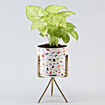 Syngonium Plant Multicoloured Pot