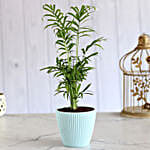 Chamaedorea Plant In Green Round Pot