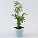 Chamaedorea Plant In Green Round Pot
