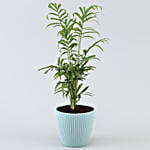 Chamaedorea Plant In Green Round Pot