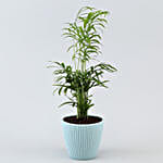 Chamaedorea Plant In Green Round Pot