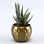 Haworthia Plant In Golden Hammered Pot