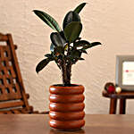 Rubber Bonsai Plant In Terracotta Planter