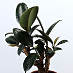 Rubber Bonsai Plant In Terracotta Planter