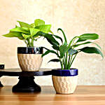 Set Of 2 Airpurifying Plants In Beautiful Planters