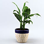 Set Of 2 Airpurifying Plants In Beautiful Planters
