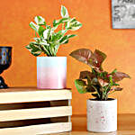 Set Of 2 Airpurifying Plants In Concrete Planters