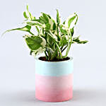 Set Of 2 Airpurifying Plants In Concrete Planters